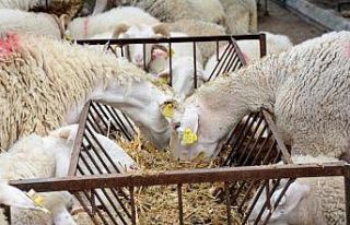 İzmir Büyükşehir Belediyesinden 34 üreticiye...