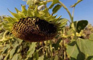 İzmir çiftçisi ayçiçek ekimine yöneldi