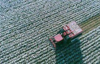 İzmir’deki "Beyaz Altın"da hasat zamanı