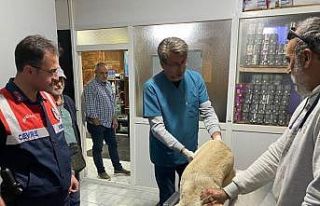 Jandarma ekiplerinin yaralı halde bulduğu köpek...