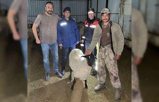 Jandarma kayıp sürüyü dron ile buldu