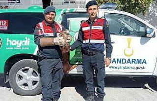 Jandarma tarafından yaralı olarak bulunan şahin...