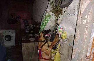 Jandarmadan ‘Skunk’ operasyonu