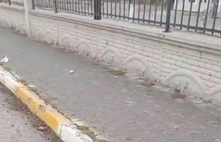 Kafasına poşet geçen kargayı öğretmen kurtardı