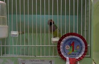 Kafes kuşları güzellikte yarıştı