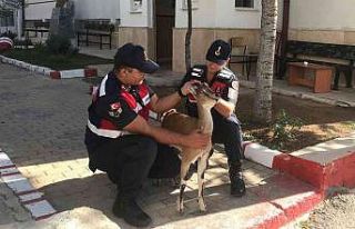Karaman’da hasta yaban keçisi koruma altına alındı