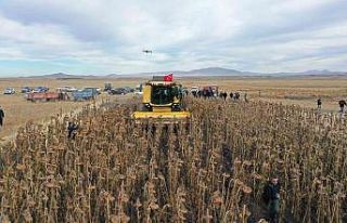 Kars’ta yağlık ayçiçeği hasadı başladı