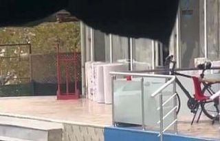 Kartal’da trafikte kedi ile farenin kavgası sürücülere...
