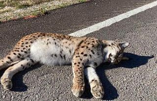 Kastamonu’da yol kenarında telef olmuş vaşak...