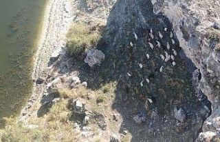 Kaybolan 45 adet küçükbaş hayvan jandarma ekiplerince...