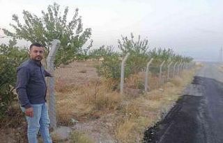 Kayısı üreticisinin başı tel örgü hırsızlarıyla...