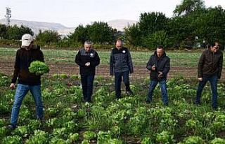 Kayseri’de ilk kez "ıceberg marul" ekildi