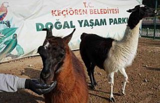 Keçiören’de sonbaharla birlikte doğal yaşam...
