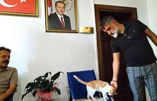 Kedi "Sarı" kaymakamlığın maskotu haline...