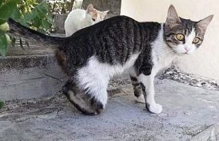 Kedi vahşetine soruşturma