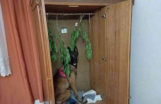Kenevir bitkisini kıyafet gibi dolabına astı ama...