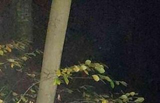 Kestane toplamaya gitti, uçuruma yuvarlanarak yaralandı