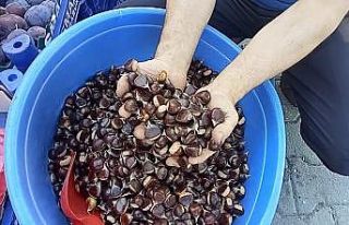 Kestanenin fiyatı 15 liraya kadar düştü
