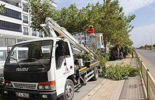 Kilis’te ağaçlar budanıyor
