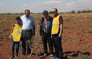 Kilis’te çiftçiye fidan desteği