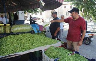 Kilis’te yerli sofralık zeytin tezgahlarda yerini...