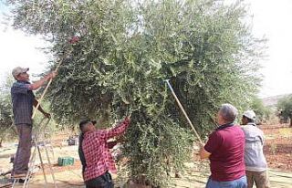 Kilis’te zeytin hasadının erken yapılmasıyla...