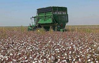 Kızıltepe Ovası’nda pamuk hasadı başladı