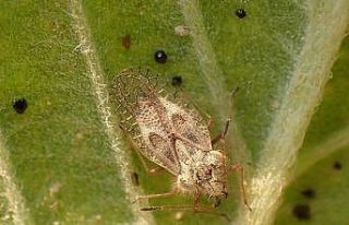 Kocaeli Büyükşehir Belediyesi: "Meşe dantel...