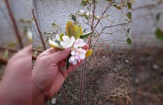 Kulu’da Ekim ayında elma fidanı çiçek açtı