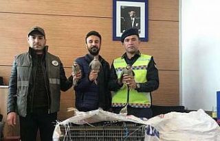 Künyeleri ve nakil izinleri olmayan kınalı kekliklere...