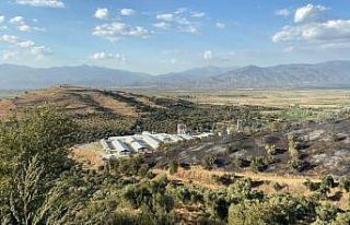 Mangal keyfi için zeytinlik yakan şüpheliler gözaltına...