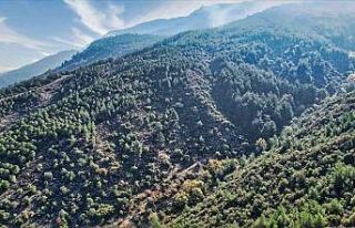 Manisa’da 19 yıl önce yanan orman yeniden yeşile...