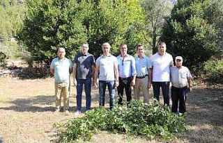 Marmaris Belediyesi’nden defne atağı