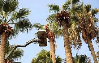 Marmaris’te palmiyeler bakıma alındı