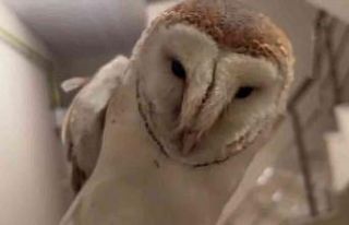 Merdiven boşluğuna düşen baykuşu böyle kurtardı