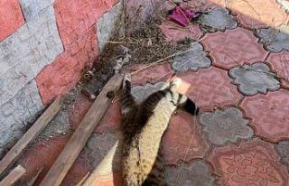 Mersin’de köpek ve kedileri zehirleyen şahıs...