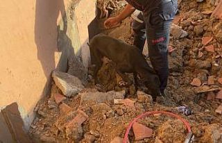 Metruk binada mahsur kalan köpeği itfaiye kurtardı