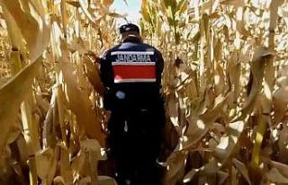 Mısır tarlasında yetiştirdikleri kenevirle esrar...