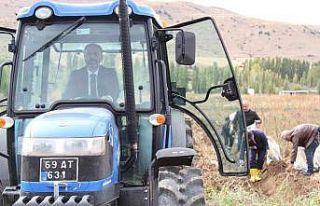 Mor patatesin hasadı yapıldı