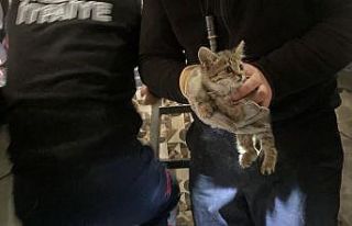 Muayeneye götürdüğü otomobilin tamponundan çıkan...