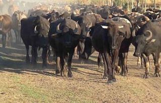 Muş’ta manda besiciliği vatandaşa gelir kapısı...
