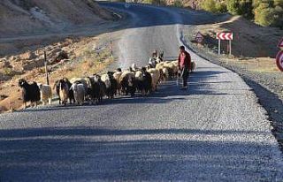 Muş’taki göçerler sıcak bölgelere göç etmeye...