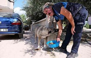 Mut’ta sokak hayvanlarına mama dağıtıldı