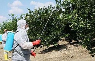 Nazilli’de Akdeniz Meyve Sineği ile mücadele başladı