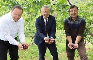 Nebiyan kestanesinde çeşit analizi devam ediyor