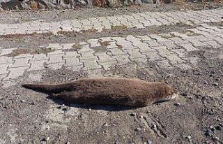 Nesli tükenme tehlikesi altında bulunan su samuru...