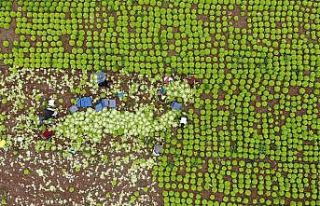 Nisan ayında tavan yapmıştı, sezon sonu fiyatı...
