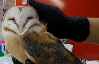Okul duvarına çarpan peçeli baykuş tedavi altına...