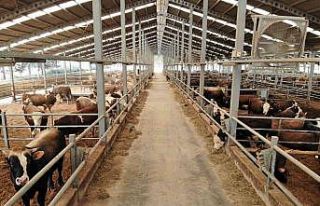 Olgunlaşan gübre üründe kalite ve verimi artırıyor