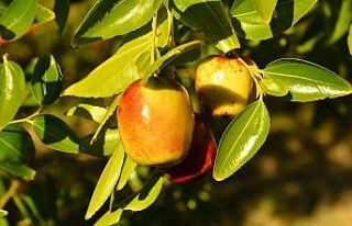 ‘Ölümsüzlük meyvesi’ hünnap yüz güldürüyor